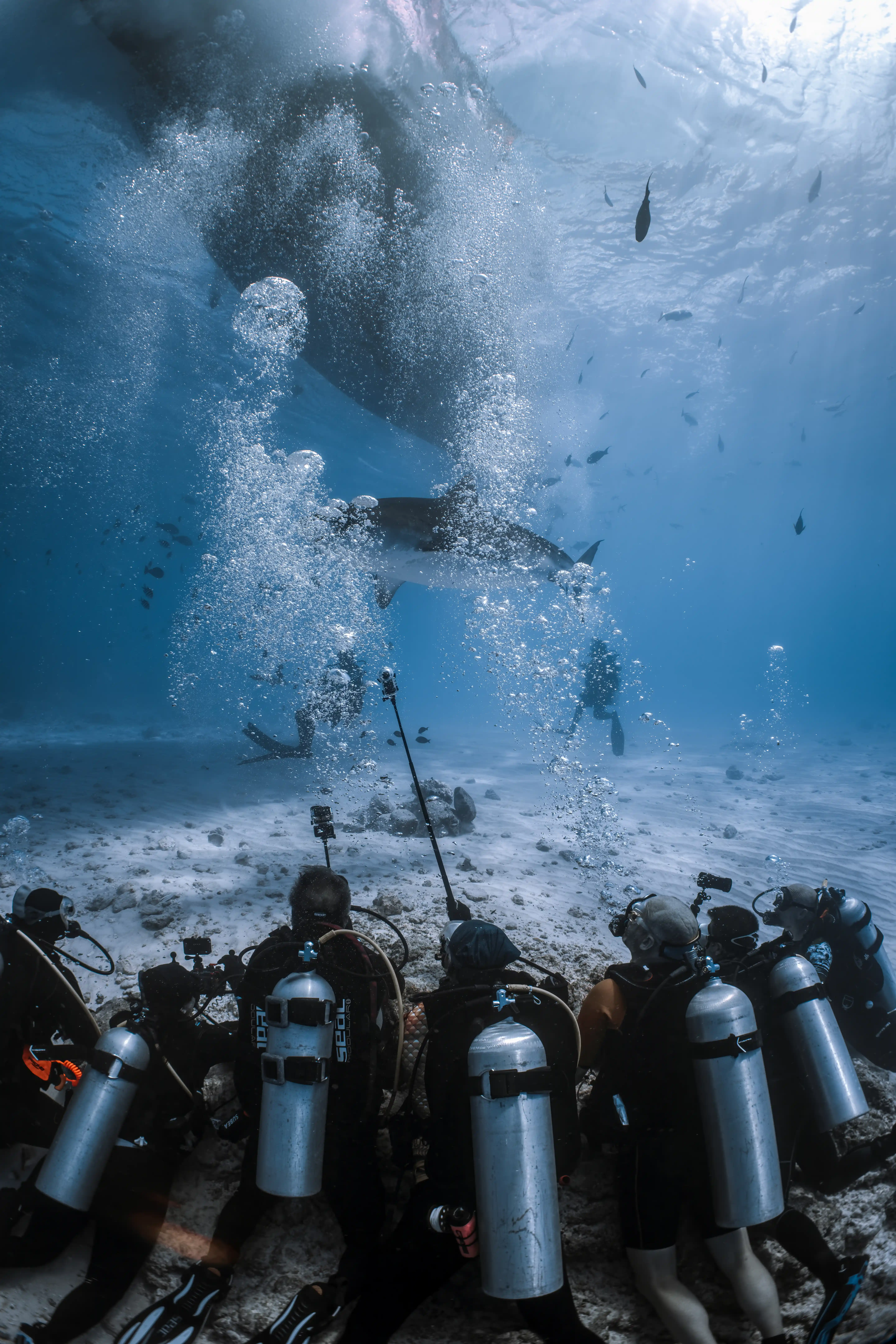 SWIM WITH HUMPBACKS