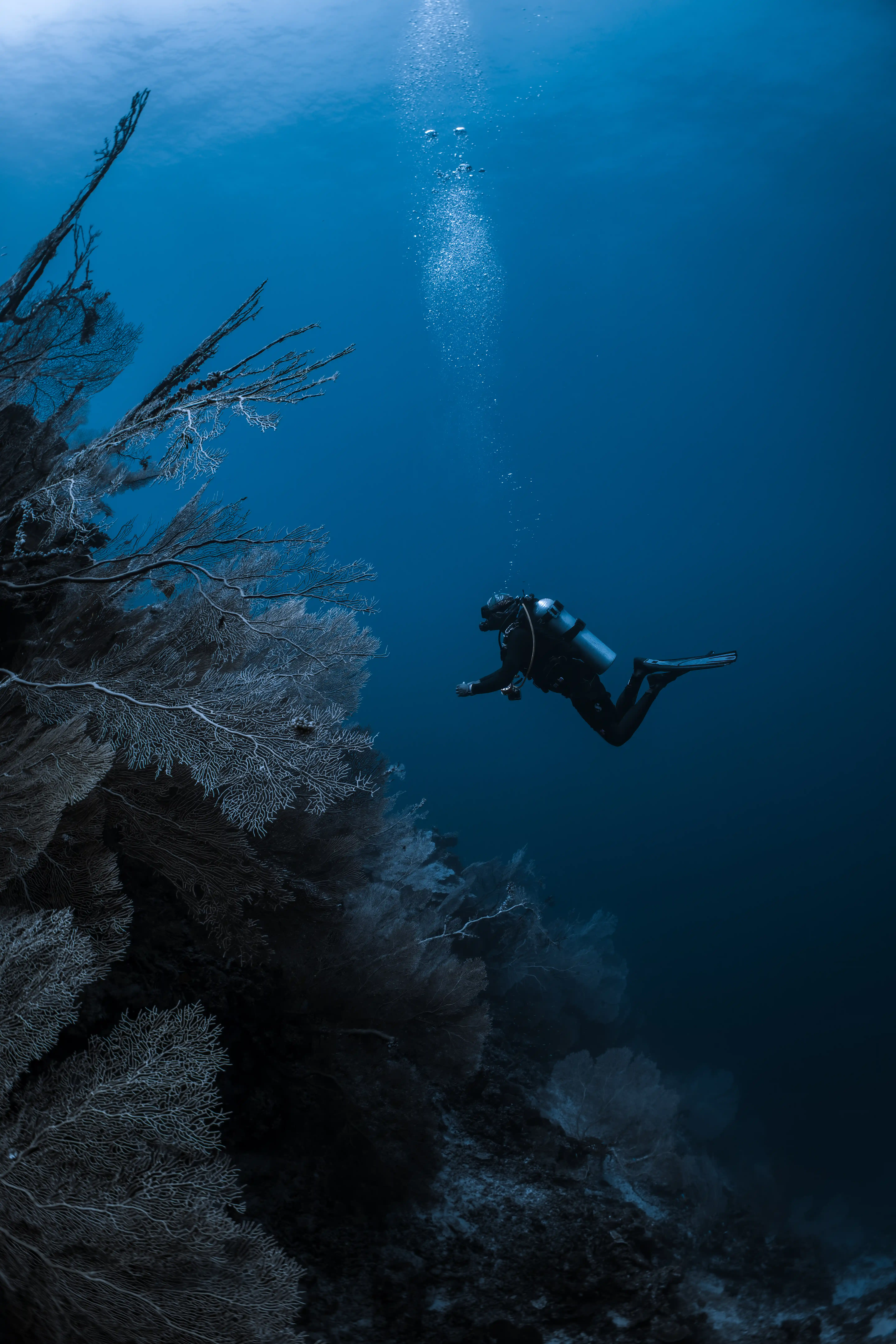 Deep Dive menteeship