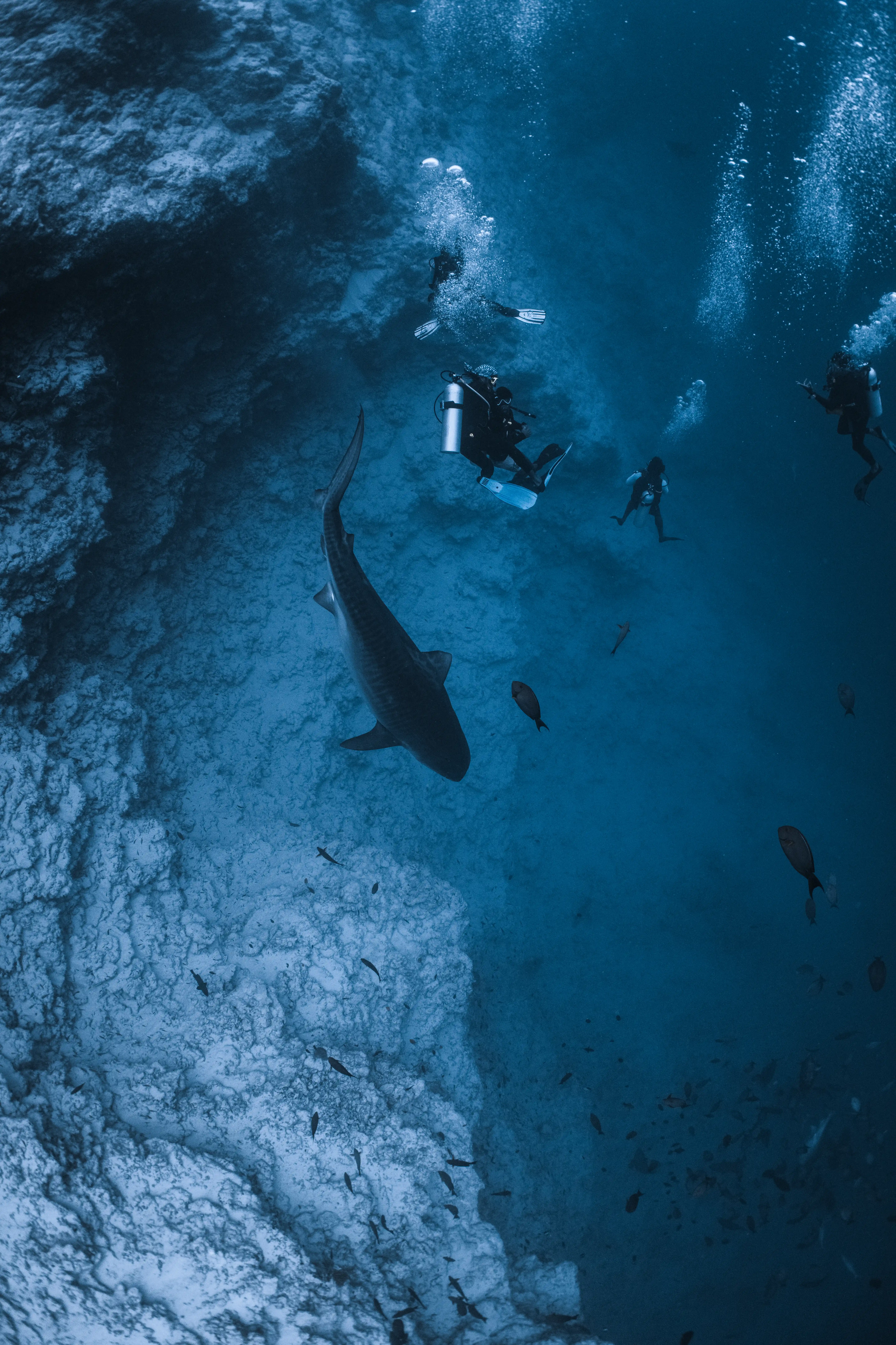 Oceanic Whitetip / Parata